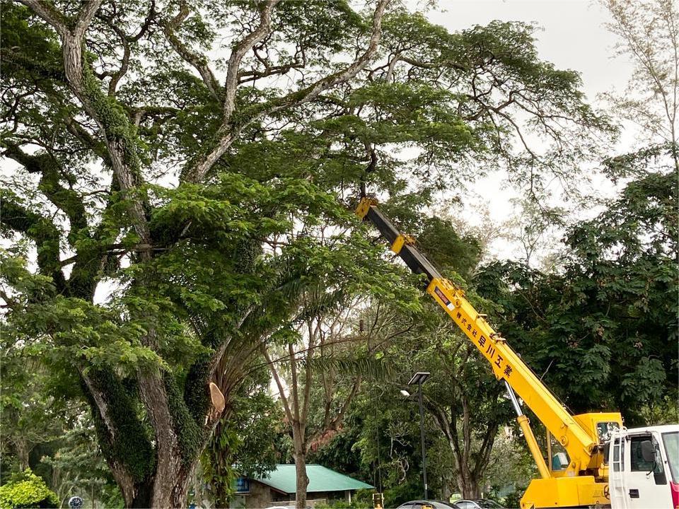 Heritage Tree